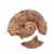 Alternate Image #4 of Magnetic Fossil 3D Puzzle - Ammonite - 6 Pieces
