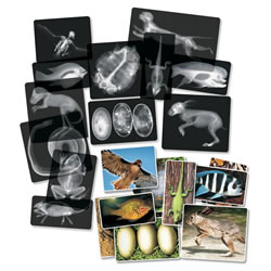 4 years & up. Real animal x-rays printed on durable transparent plastic are great for years of use on light tables, overhead projectors, and white surfaces. Study the interior structure of several mammals, reptiles, fish, amphibians, and birds. Examine the picture cards with the x-rays. These highly detailed photographs match the animal x-rays. Lay the x-ray over the photograph to see how the skeletal system supports the body of each animal. Includes 14 x-rays, 14 picture cards, and a teacher guide. X-rays and cards measure up to 8" x 10".