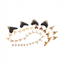 Image of Super Shark Teeth Set - 40 Pieces