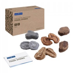 Magnetic Matching Fossil Stones - Set of 6