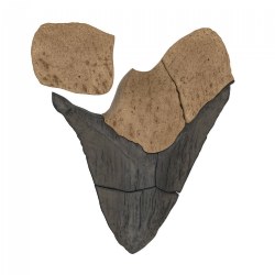 Magnetic Fossil 3D Puzzle - Megalodon Tooth - 6 Pieces