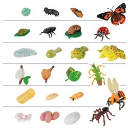 4 years & up. Do you know what a Lady Bug looks like before they grow up? This question and more can be answered with this life cycle set! Anatomically accurate and highly detailed life cycles that show how insects and frogs grow. Includes Butterfly, Ladybug, Ant, Praying Mantis, Honey Bee, Frog, and six sorting cards. Great for counting, sequencing, and early learning biology.
