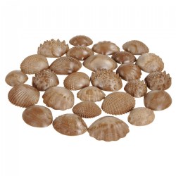 Image of Tactile Shells - 36 Pieces