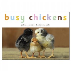 Image of Busy Chickens - Board Book
