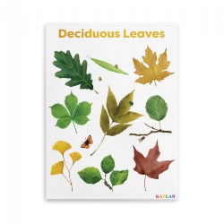 Image of Deciduous Leaves Giclee Classroom Wall Print