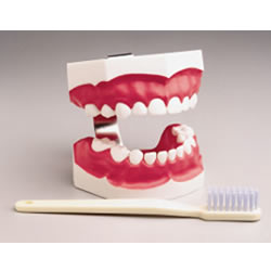 Pediatric Big Teeth & Toothbrush Set