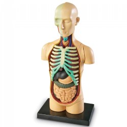 Image of Human Body Anatomy Model