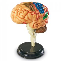Image of Brain Anatomy Realistic Model