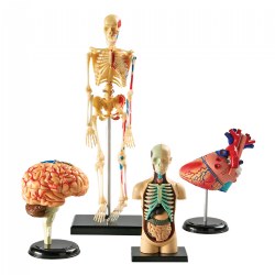 Image of Human Anatomy Models Set - Includes Brain, Heart, Body and Skeleton