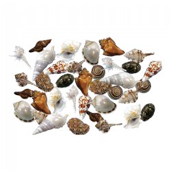 Image of Sorting Shells