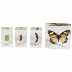 Image of Butterfly Life Cycle Specimen Set