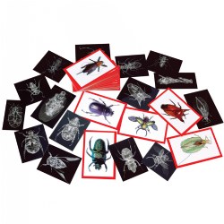 Insect X-Ray and Picture Cards