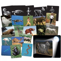 4 years & up. 16 double-sided photo/x-ray cards engage students in science exploration from the inside out! Images are protected with a special scratch-resistant coating. Examine the photos and then place them on a light table or in a window to reveal the skeletal system of the animals! An excellent way to introduce children to animals and anatomy. Flip the cards over to get a better look at the skeleton. Teacher guide included. Cards are 8.5" x 11".