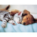 Sweet Dreams Puzzle - 300 pieces