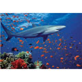 Shark Jigsaw Puzzle