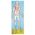 Human Body Floor Puzzle