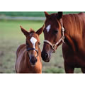 Mare & Foal Jigsaw Puzzle