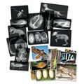 Thumbnail Image of Transparent Animal X-Rays and Pictures