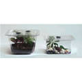 Set of Terrariums or Aquariums