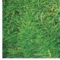 Alternate Image #3 of STEM Play Mat - Grass