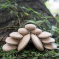 Thumbnail Image #6 of Wood Stackers: River Stones - 20 Pieces