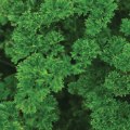 Thumbnail Image #3 of Parsley Seeds 3-Pack