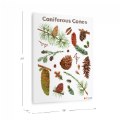 Alternate Image #4 of Coniferous Cones Giclee Classroom Wall Print