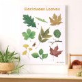 Thumbnail Image #2 of Deciduous Leaves Giclee Classroom Wall Print