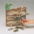 Ant Lifecycle Puzzle