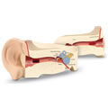 Ear Model