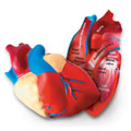 Human Heart Model