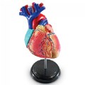 Thumbnail Image of Heart Anatomy Model