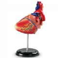 Thumbnail Image #2 of Heart Anatomy Model