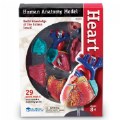 Thumbnail Image #4 of Heart Anatomy Model