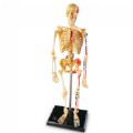 Thumbnail Image of Skeleton Model