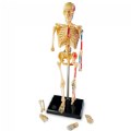 Thumbnail Image #2 of Skeleton Model