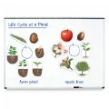Alternate Image #2 of Giant Magnetic Plant Life Cycle