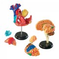 Thumbnail Image #2 of Human Anatomy Models Set - Includes Brain, Heart, Body and Skeleton