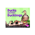 Ducks And Their Ducklings (Paperback)