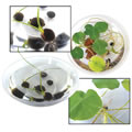 Grow Your Own Lily Pad (Set of 5)