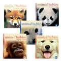 Animal Babies Board Book Set (Set of 5)