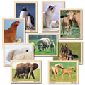 Mother and Baby Animal Puzzles