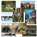 Jumbo Language Cards - Animals