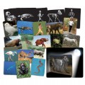 What's Inside Animals?