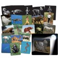 Thumbnail Image of What's Inside Animals?