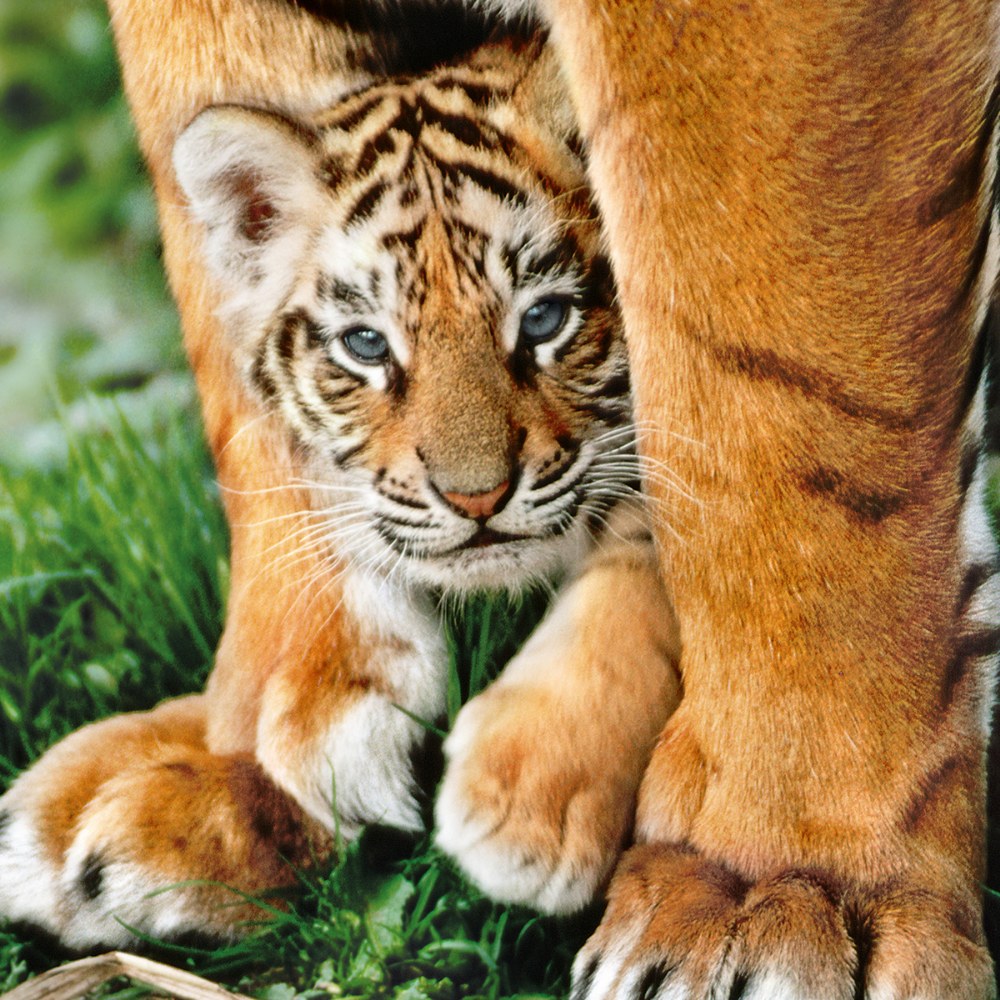 Bengal Tiger Cub - 500 Piece Puzzle - High Quality Collection