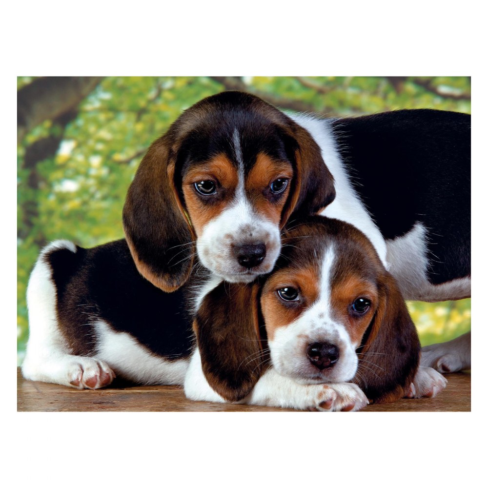 Gray Kittens & Beagle Puppies - Two 500 Piece High Quality Collection ...