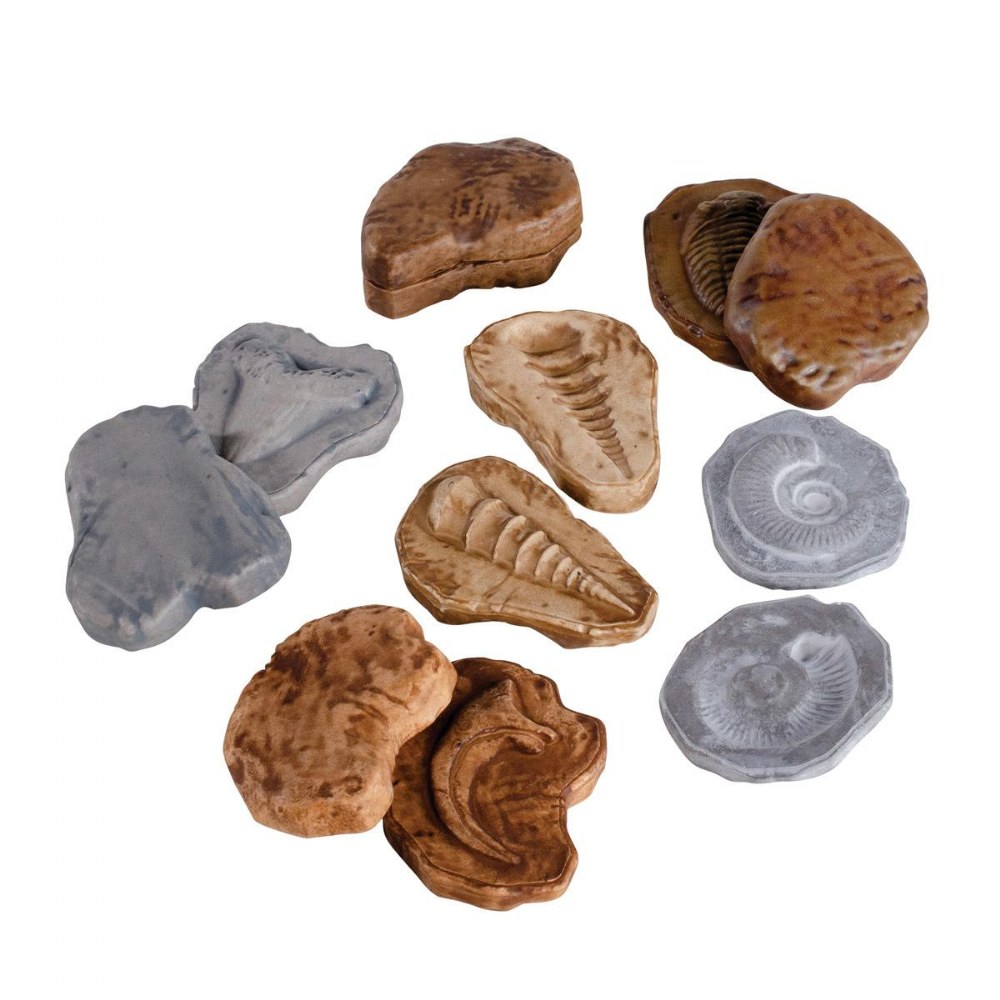 Matching Fossil Stones Set of 6