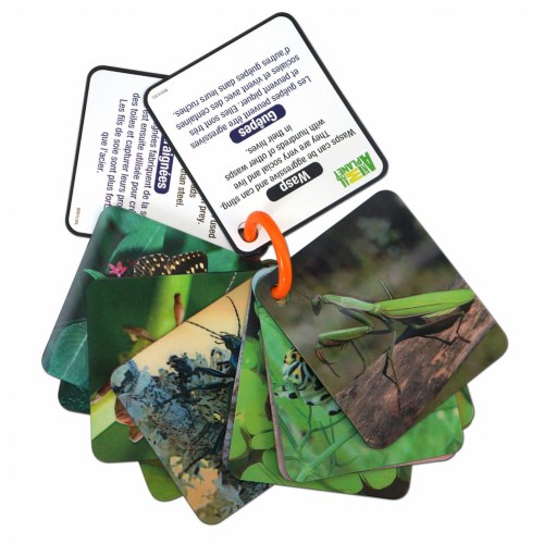 Animal Planet Bugs & Insects 3-D Flash Cards - 20 Cards