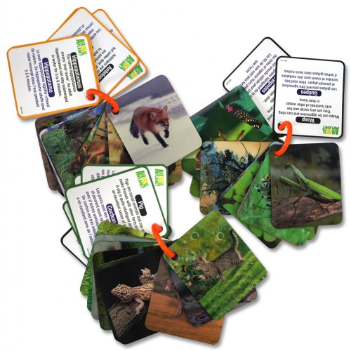 Animal Planet 3D Creatures Flash Cards